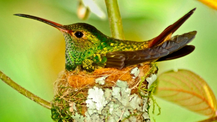 a hummingbird sitting on top of a nest in a tree